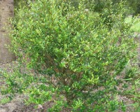 viburnum obovatum ab1.jpg